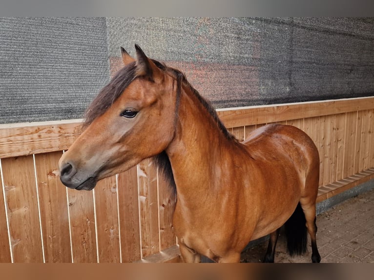 Dartmoor Mix Mare 3 years 11,2 hh Brown in Lathen