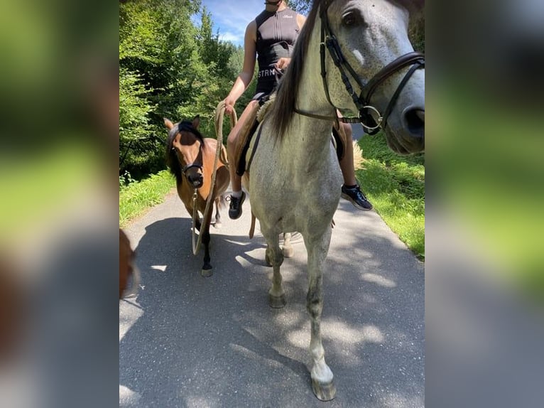 Dartmoor Mix Mare 3 years 11,2 hh Brown in Lathen