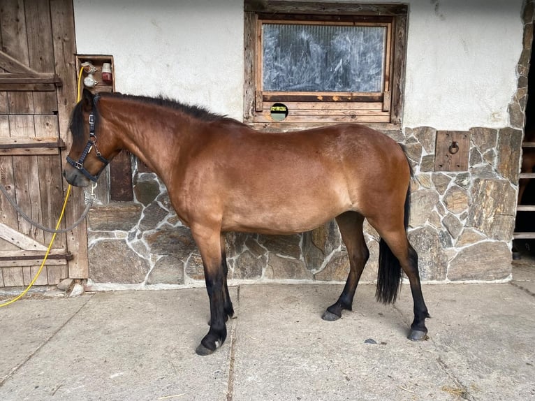 Dartmoor Mix Mare 3 years 11,2 hh Brown in Lathen