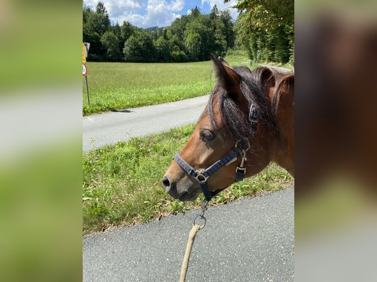 Dartmoor Mix Mare 3 years 11,2 hh Brown in Lathen