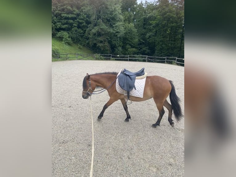 Dartmoor Mix Mare 3 years 11,2 hh Brown in Lathen