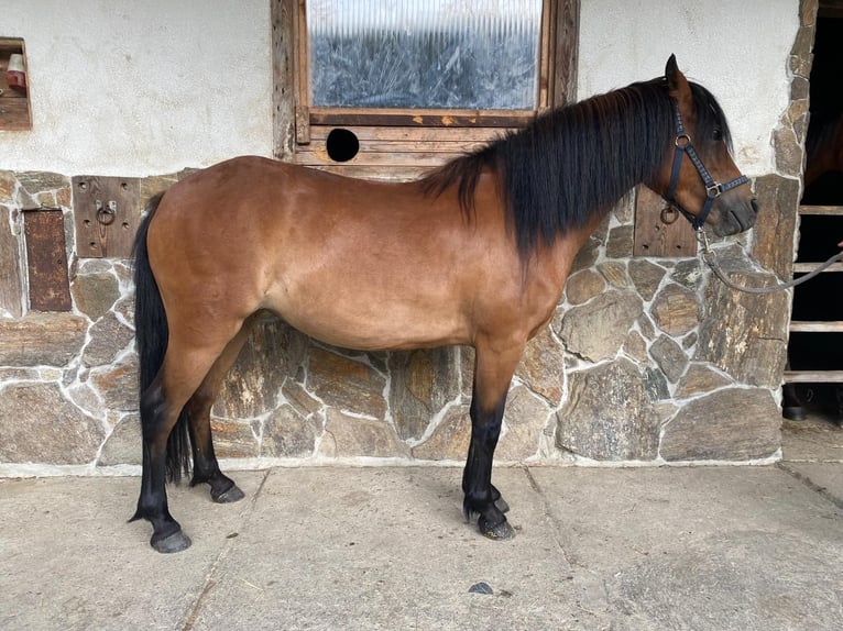 Dartmoor Mix Mare 3 years 11,2 hh Brown in Lathen