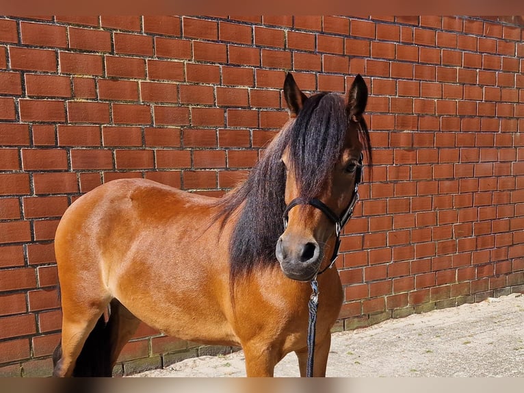 Dartmoor Mix Mare 3 years 11,2 hh Brown in Lathen