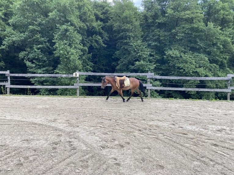 Dartmoor Mix Mare 3 years 11,2 hh Brown in Lathen