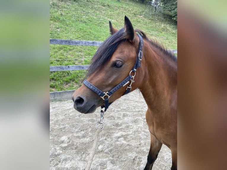 Dartmoor Mix Mare 3 years 11,2 hh Brown in Bad Schwanberg