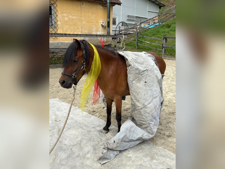 Dartmoor Mix Mare 3 years 11,2 hh Brown in Bad Schwanberg
