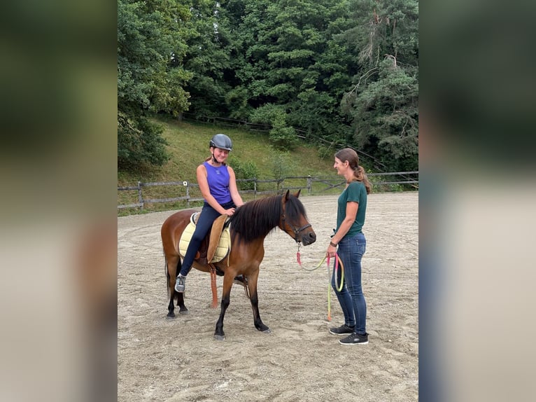 Dartmoor Mix Mare 3 years 11,2 hh Brown in Bad Schwanberg