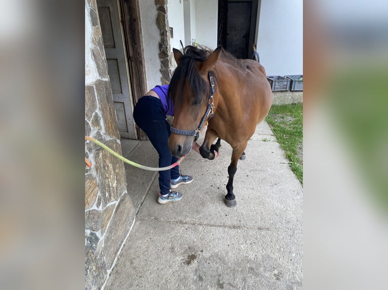 Dartmoor Mix Mare 3 years 11,2 hh Brown in Bad Schwanberg