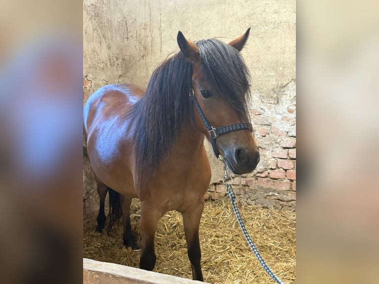 Dartmoor Mix Mare 3 years 11,2 hh Brown in Bad Schwanberg