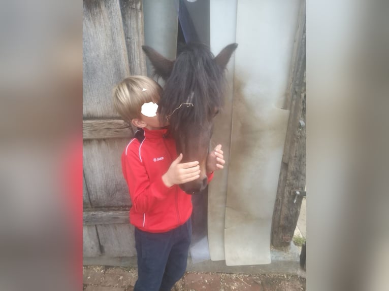 Dartmoor Mare 3 years 12 hh Brown in Herzebrock-Clarholz