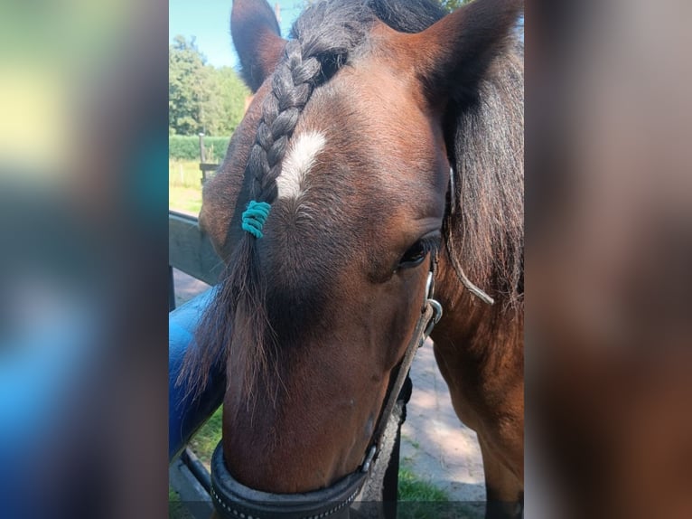 Dartmoor Mare 3 years 12 hh Brown in Herzebrock-Clarholz