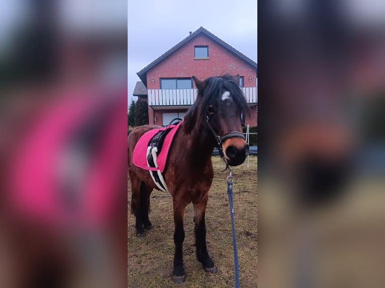 Dartmoor Mare 3 years 12 hh Brown in Herzebrock-Clarholz