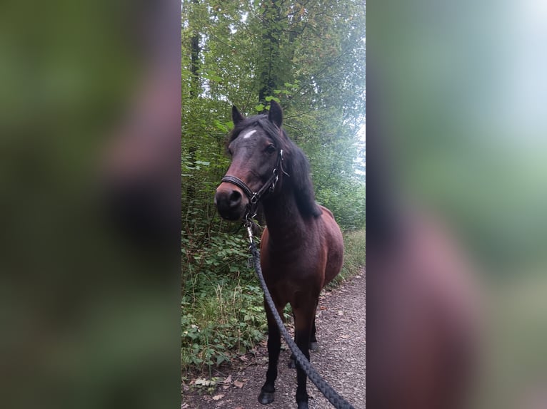 Dartmoor Mare 3 years 12 hh Brown in Herzebrock-Clarholz