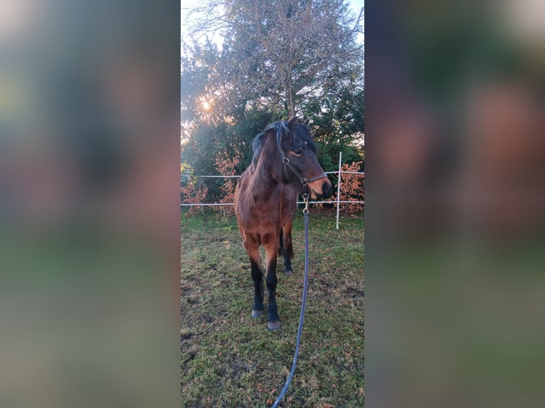 Dartmoor Mare 3 years 12 hh Brown in Herzebrock-Clarholz