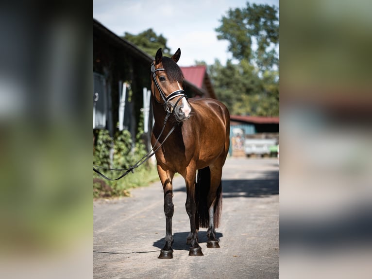 Dartmoor Mare 4 years 13,2 hh Brown in Ingelheim am Rhein