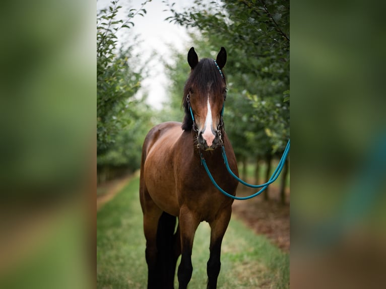 Dartmoor Mare 4 years 13,2 hh Brown in Ingelheim am Rhein