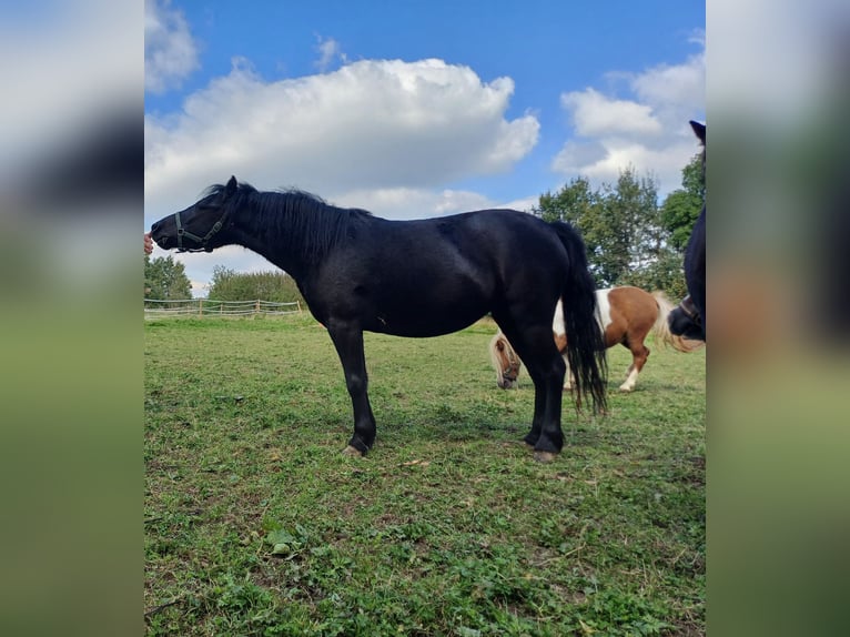 Dartmoor Mare 5 years 11,1 hh Smoky-Black in Much