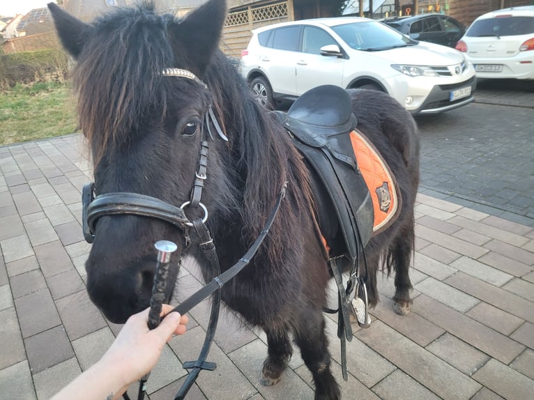Dartmoor Mare 5 years 12,1 hh Brown in Preist