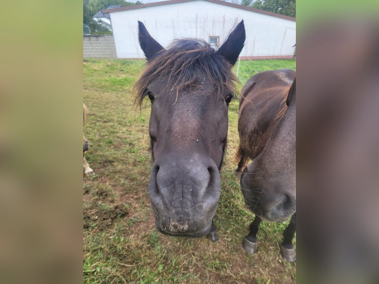 Dartmoor Mare 5 years 12,1 hh Brown in Preist