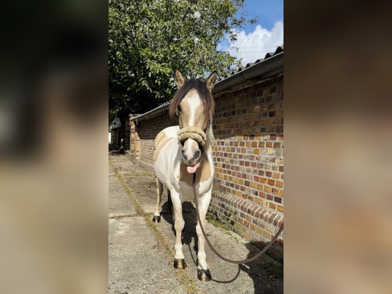 Dartmoor Mix Mare 5 years 14,1 hh Pinto in Neuss