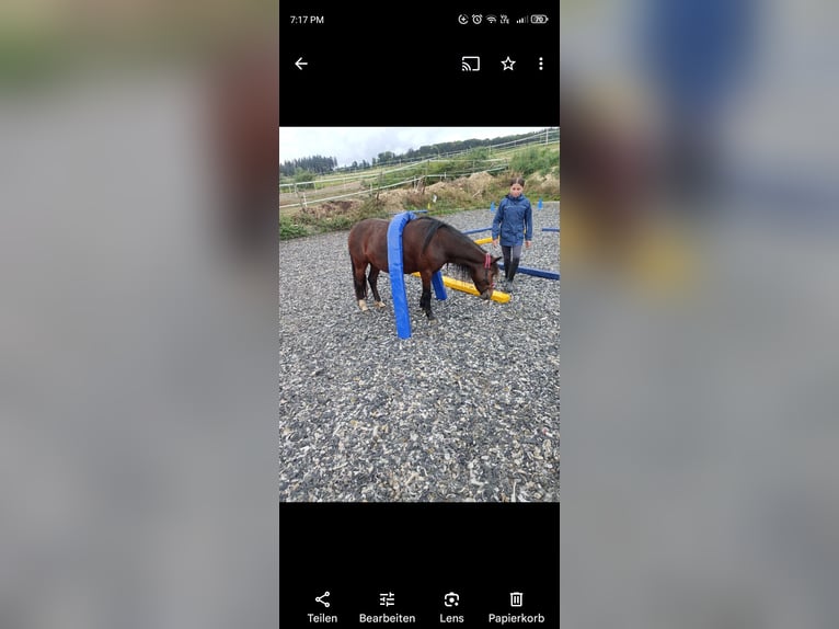 Dartmoor Mix Mare 6 years 11,3 hh Brown in Idar- Oberstein