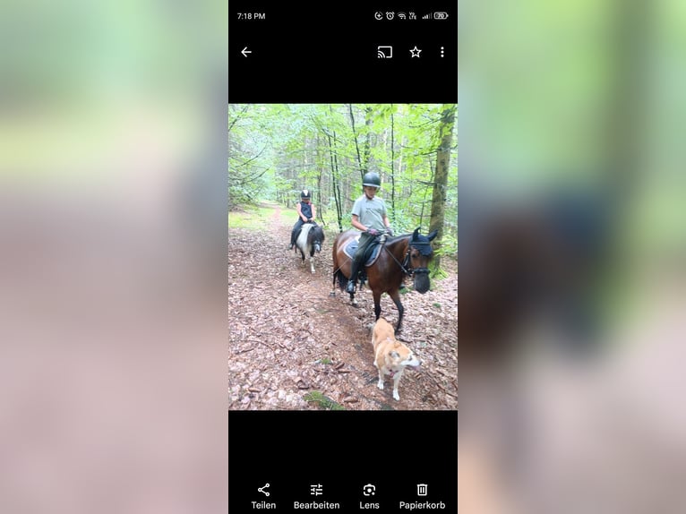 Dartmoor Mix Mare 6 years 11,3 hh Brown in Idar- Oberstein