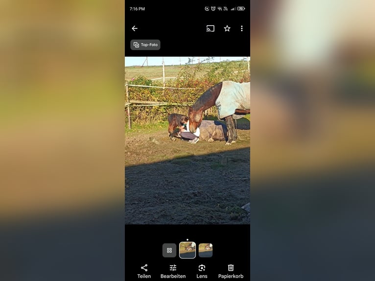 Dartmoor Mix Mare 6 years 11,3 hh Brown in Idar- Oberstein