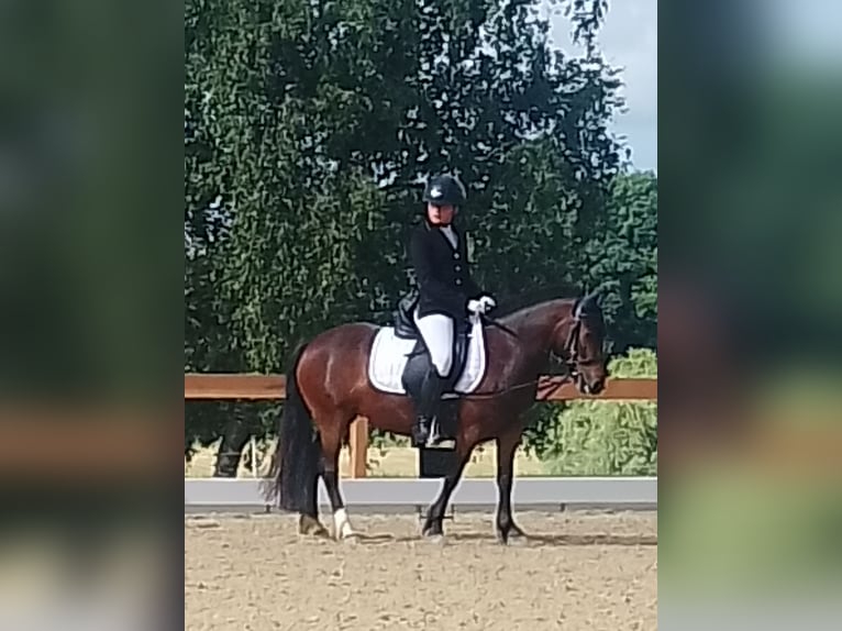 Dartmoor Mix Mare 6 years 11,3 hh Brown in Idar- Oberstein