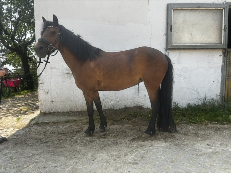 Dartmoor Mare 6 years 12,1 hh Brown in Volkertshausen