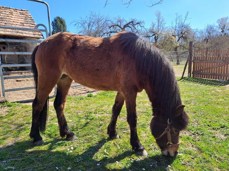Dartmoor Mare 6 years 12,1 hh Brown in Nagykanizsa