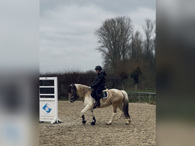 Dartmoor Mix Mare 6 years 14,1 hh Pinto in Neuss