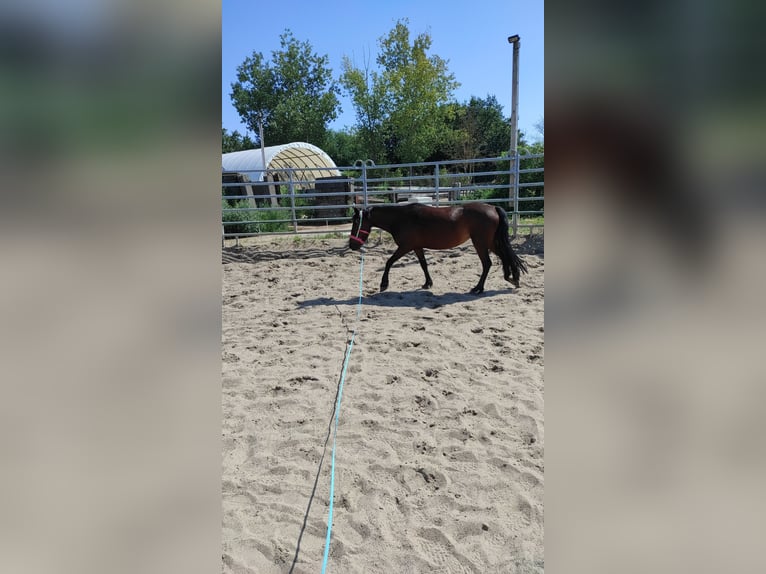 Dartmoor Mare 7 years 12 hh Brown in Stahnsdorf