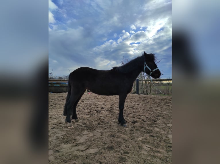 Dartmoor Mare 7 years 12 hh Brown in Stahnsdorf