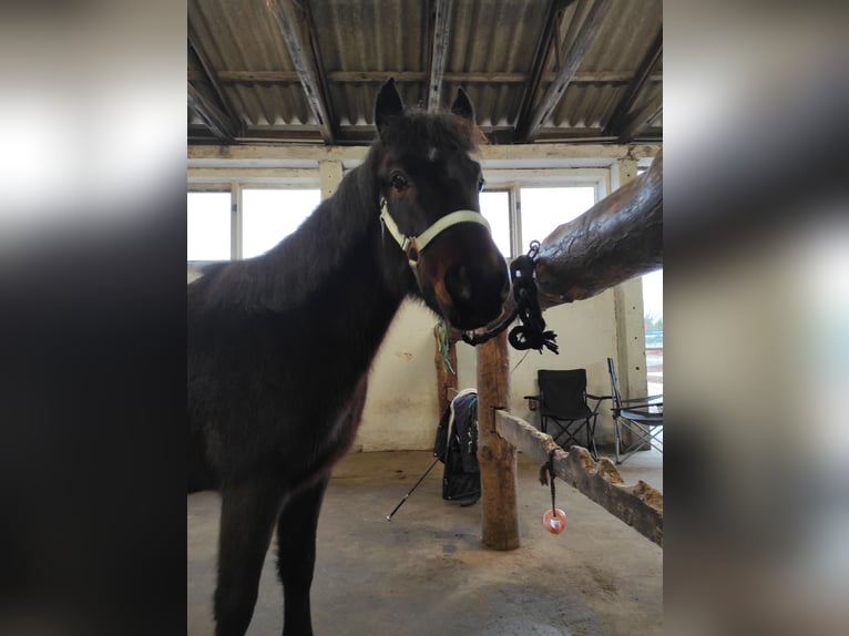 Dartmoor Mare 7 years 12 hh Brown in Stahnsdorf