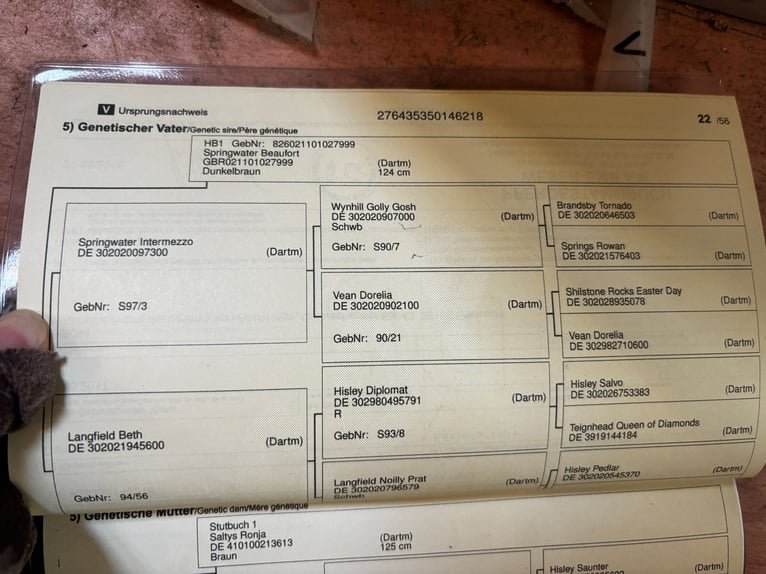 Dartmoor Mare 7 years 12,1 hh Brown in Volkertshausen