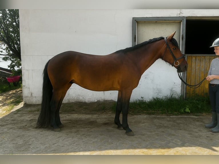 Dartmoor Mare 8 years 12,1 hh Brown in Volkertshausen