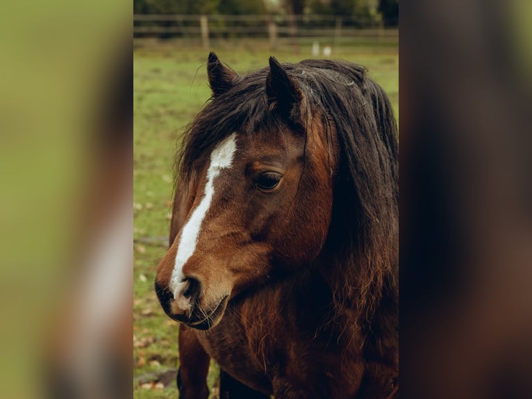 Dartmoor Mare 9 years 11.2 hh Brown in Worpswede