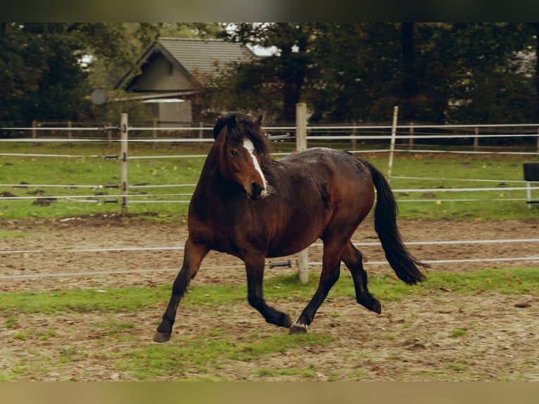 Dartmoor Mare 9 years 11.2 hh Brown in Worpswede