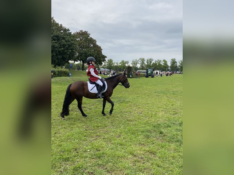 Dartmoor Mare 9 years 11,2 hh Brown in Kamperland