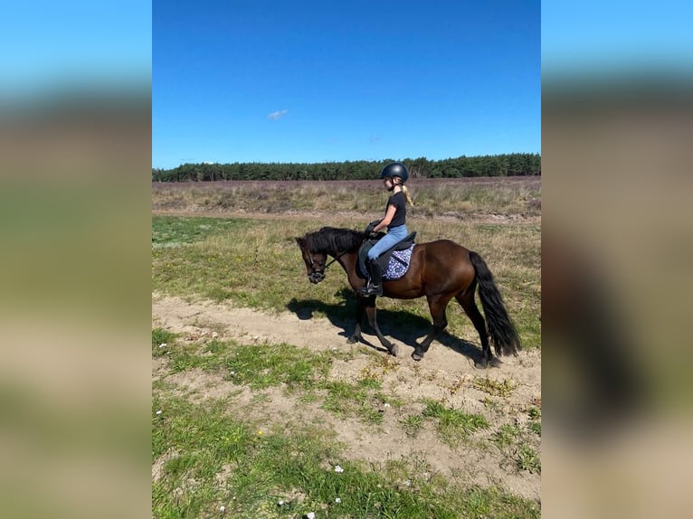 Dartmoor Mare 9 years 11,2 hh Brown in Kamperland