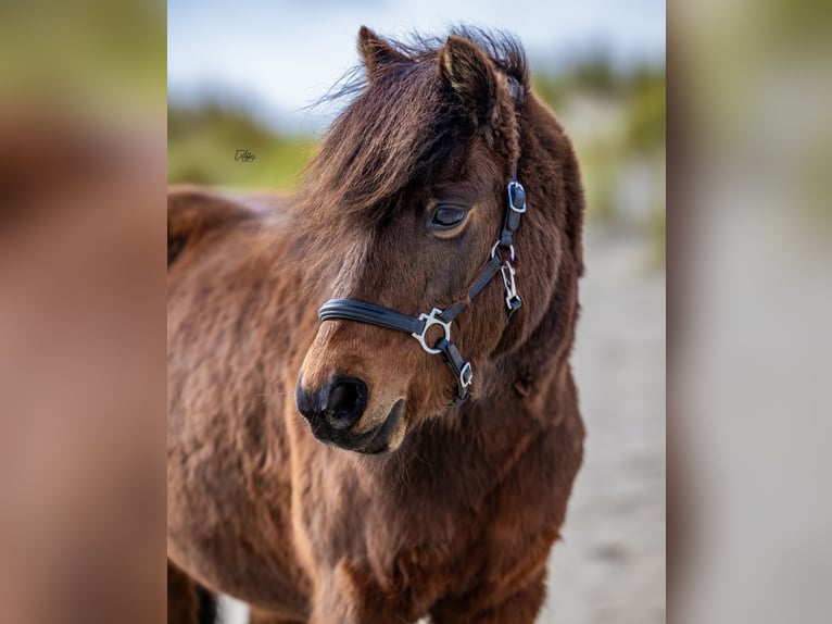 Dartmoor Mare 9 years 11,2 hh Brown in Kamperland