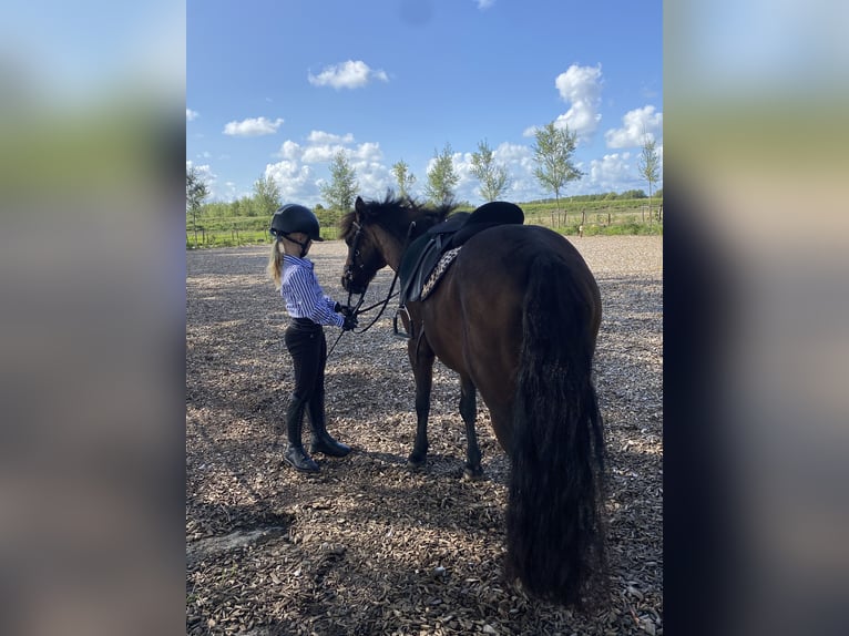 Dartmoor Mare 9 years 11,2 hh Brown in Kamperland