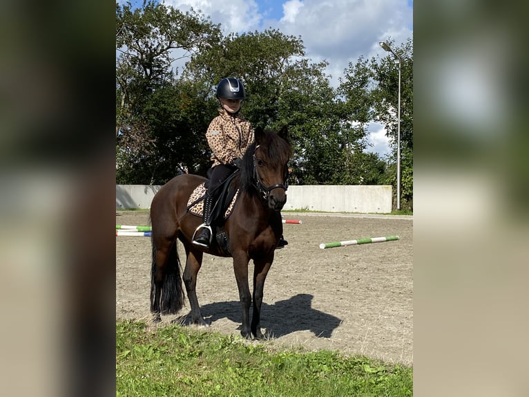 Dartmoor Mare 9 years 11,2 hh Brown in Kamperland