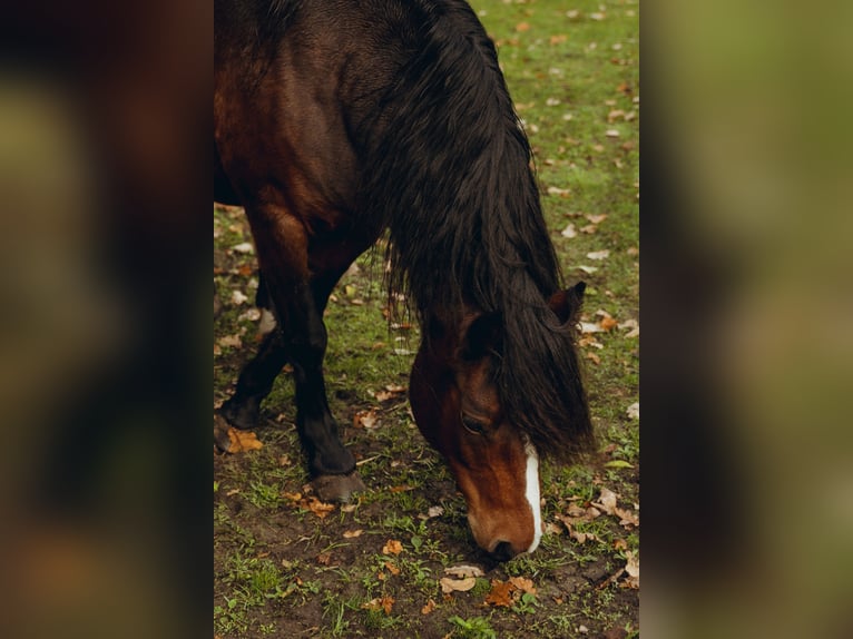 Dartmoor Mare 9 years 11,2 hh Brown in Worpswede