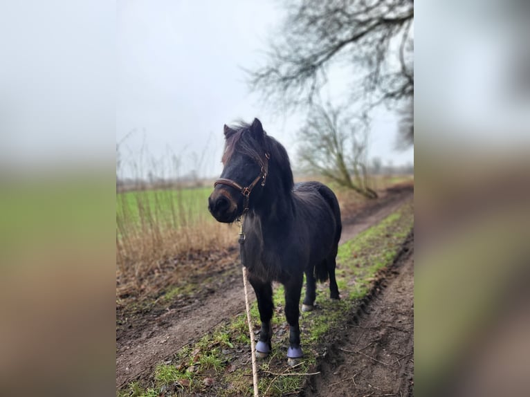 Dartmoor Mare 9 years 11,2 hh Brown in H&#xFC;rup