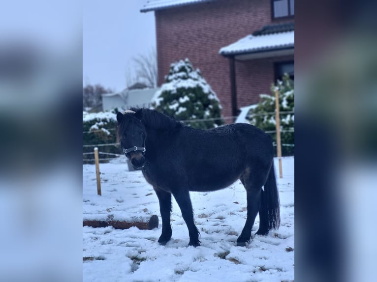 Dartmoor Mare 9 years 11,2 hh Brown in H&#xFC;rup