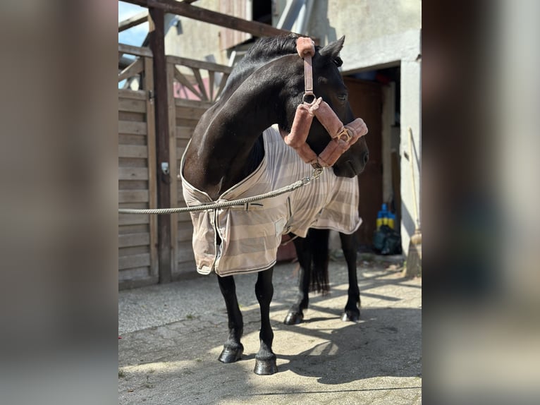 Dartmoor Mare 9 years 11,2 hh Brown in H&#xFC;rup