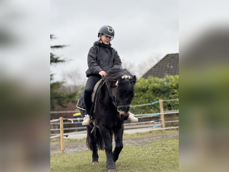 Dartmoor Mare 9 years 11,2 hh Brown in H&#xFC;rup