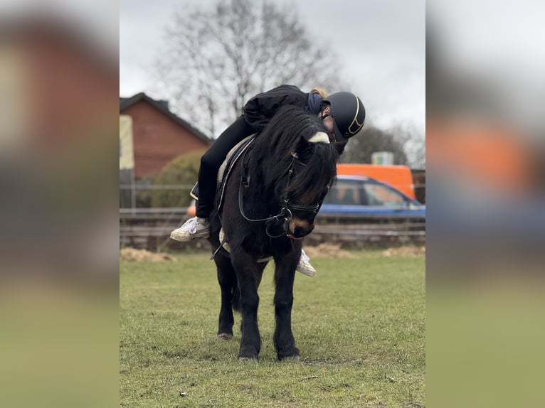 Dartmoor Mare 9 years 11,2 hh Brown in H&#xFC;rup