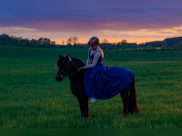 Dartmoor Mare 9 years 11,2 hh Brown in H&#xFC;rup